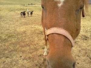 Horse and outdoors