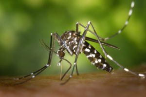 91.3 KGLY East Texas Christian Here Come the Mosquitoes Heard On Air Blog