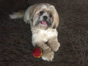 89.5 KVNE East Texas Christian Radio Thanksgiving Foods You Should Never Feed Your Pets Heard On Air Blog